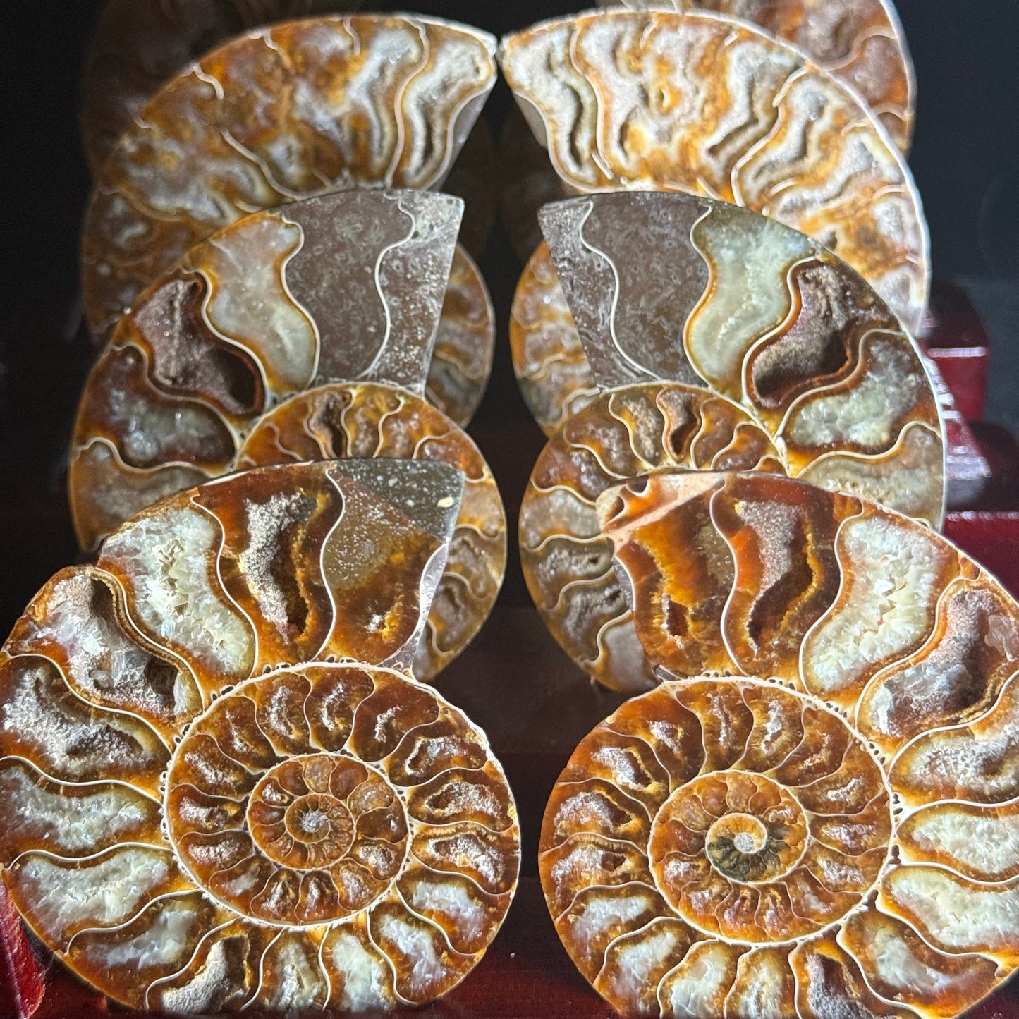 Lucky Conch Slices