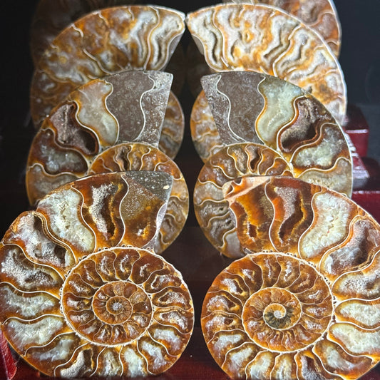 Lucky Conch Slices