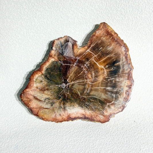 木化石片｜天然樹化玉切片擺件｜Petrified Wood Slab｜穩定情緒・接地紮根・護身避邪・提升生命力