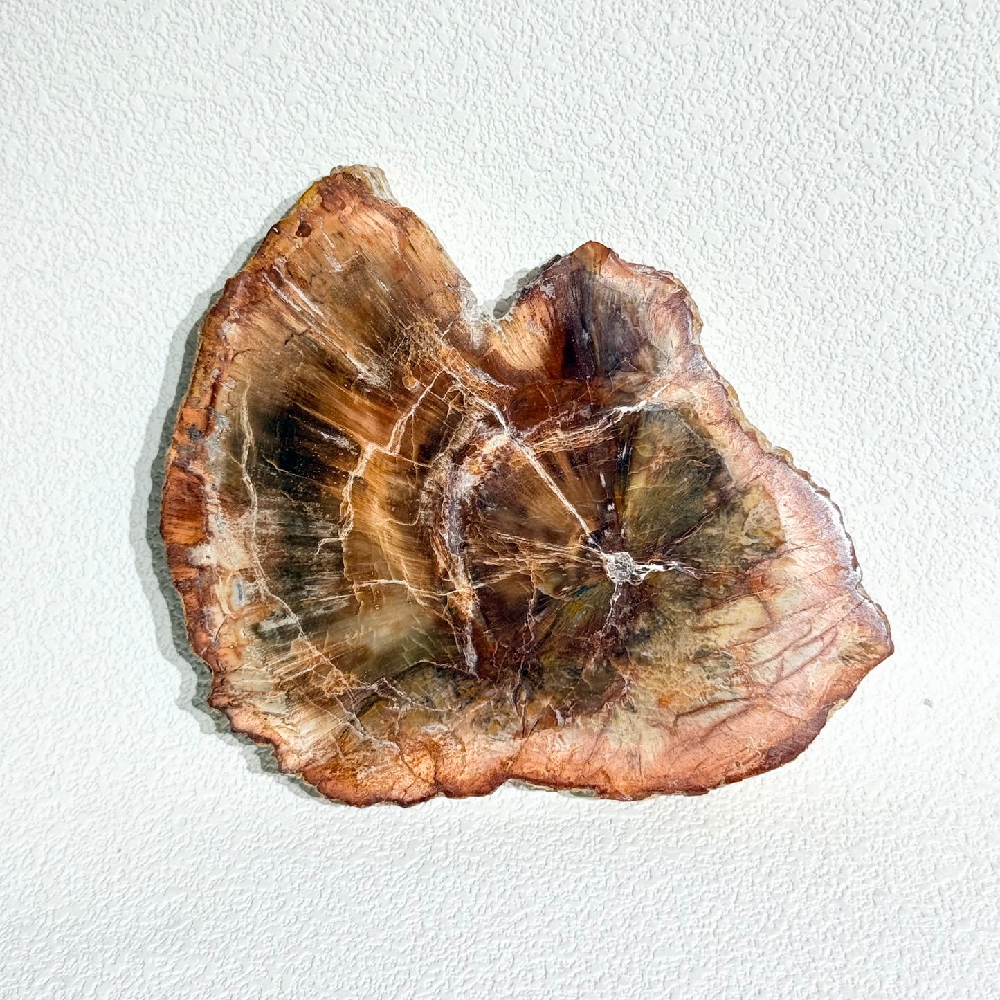 木化石片｜天然樹化玉切片擺件｜Petrified Wood Slab｜穩定情緒・接地紮根・護身避邪・提升生命力