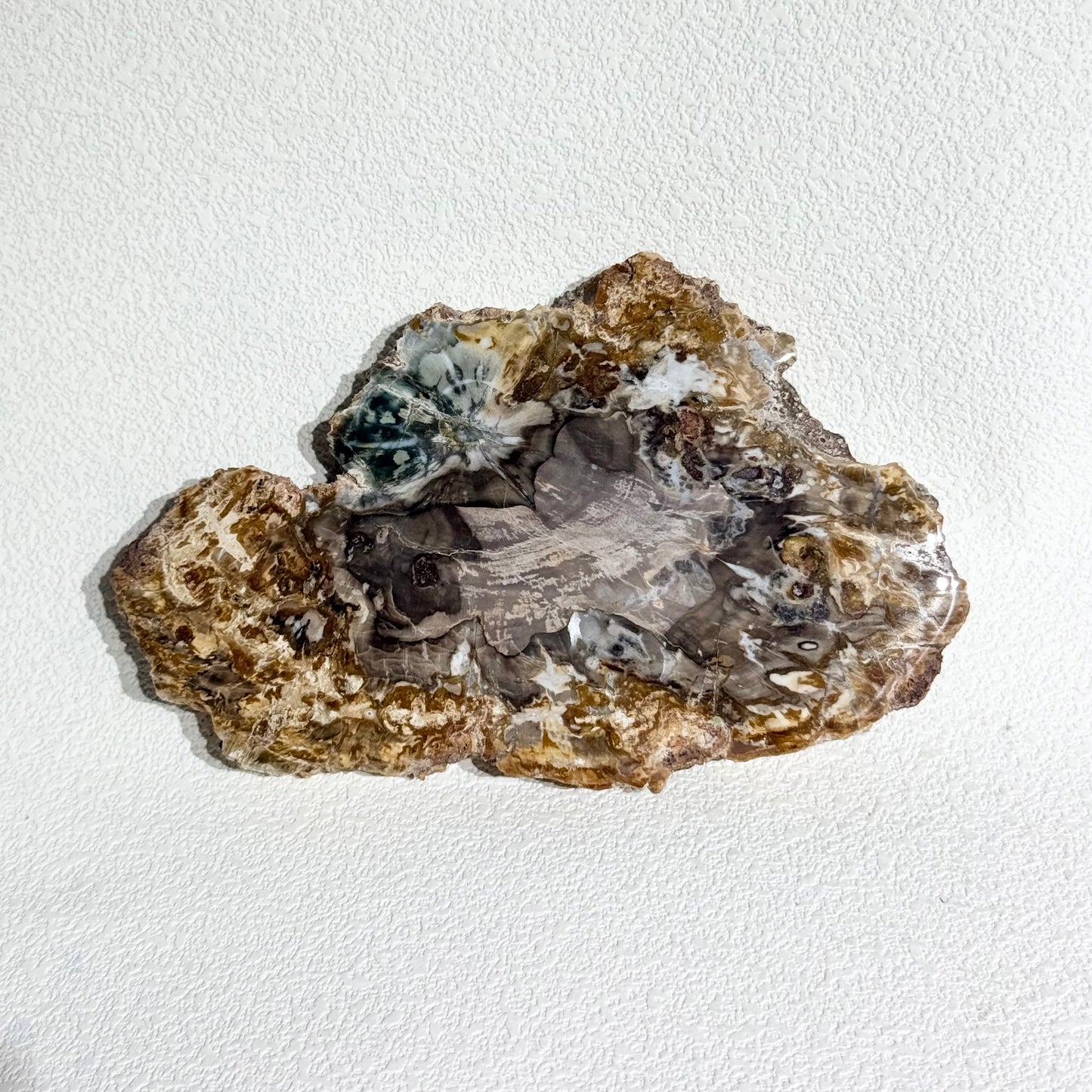 木化石片｜天然樹化玉切片擺件｜Petrified Wood Slab｜穩定情緒・接地紮根・護身避邪・提升生命力