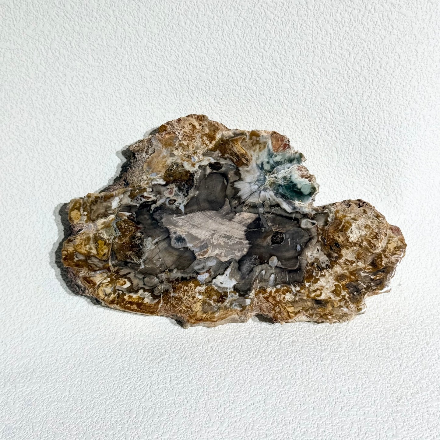 木化石片｜天然樹化玉切片擺件｜Petrified Wood Slab｜穩定情緒・接地紮根・護身避邪・提升生命力