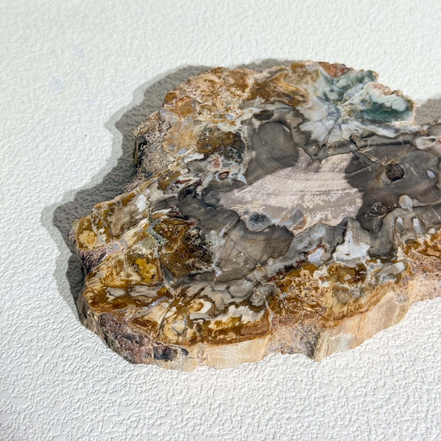 木化石片｜天然樹化玉切片擺件｜Petrified Wood Slab｜穩定情緒・接地紮根・護身避邪・提升生命力