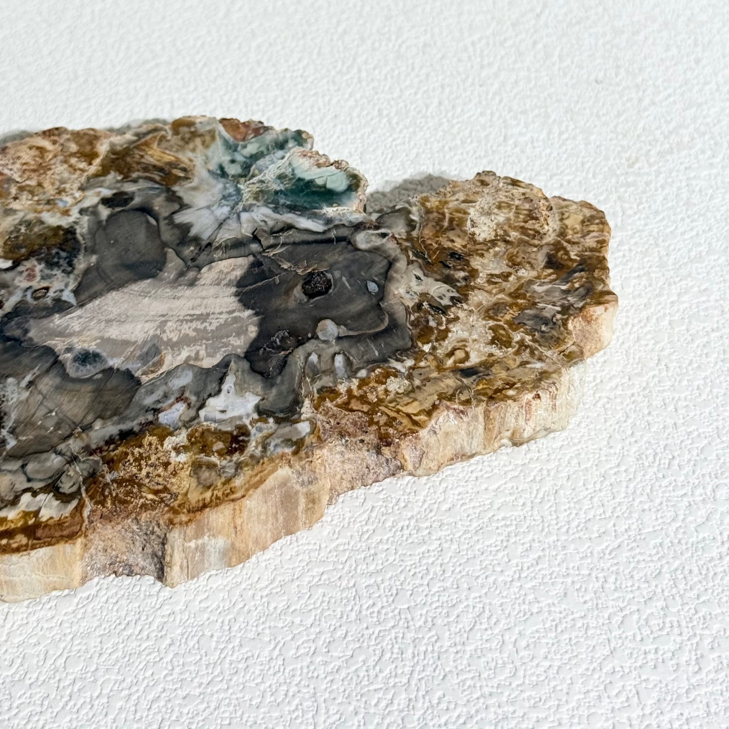木化石片｜天然樹化玉切片擺件｜Petrified Wood Slab｜穩定情緒・接地紮根・護身避邪・提升生命力