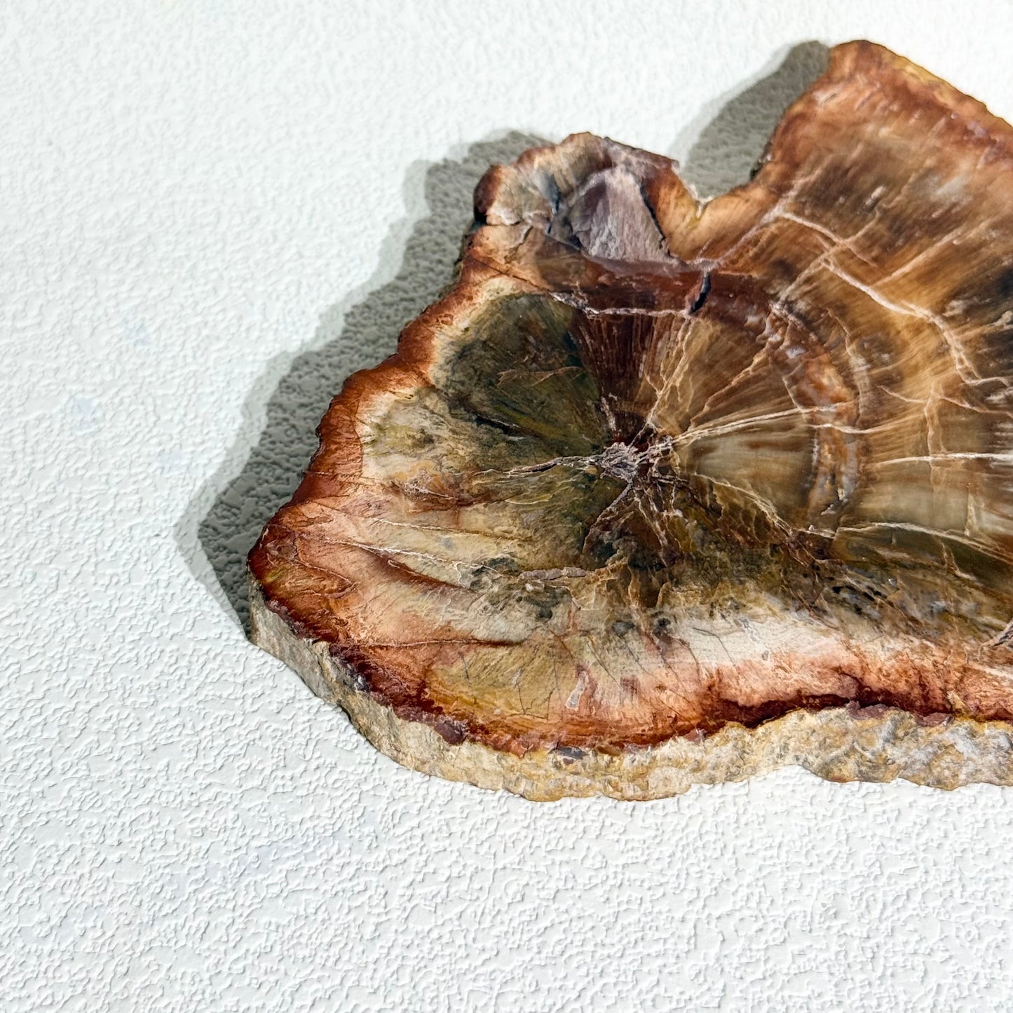 木化石片｜天然樹化玉切片擺件｜Petrified Wood Slab｜穩定情緒・接地紮根・護身避邪・提升生命力