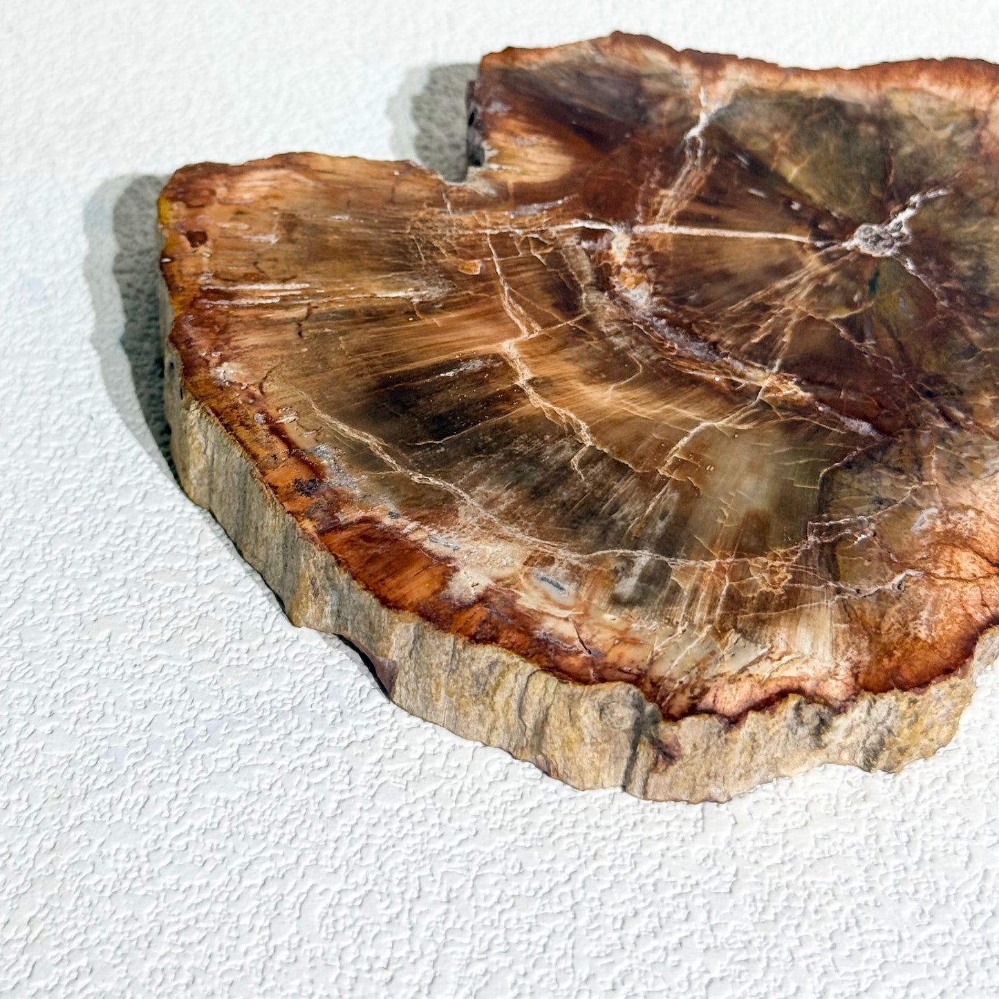 木化石片｜天然樹化玉切片擺件｜Petrified Wood Slab｜穩定情緒・接地紮根・護身避邪・提升生命力