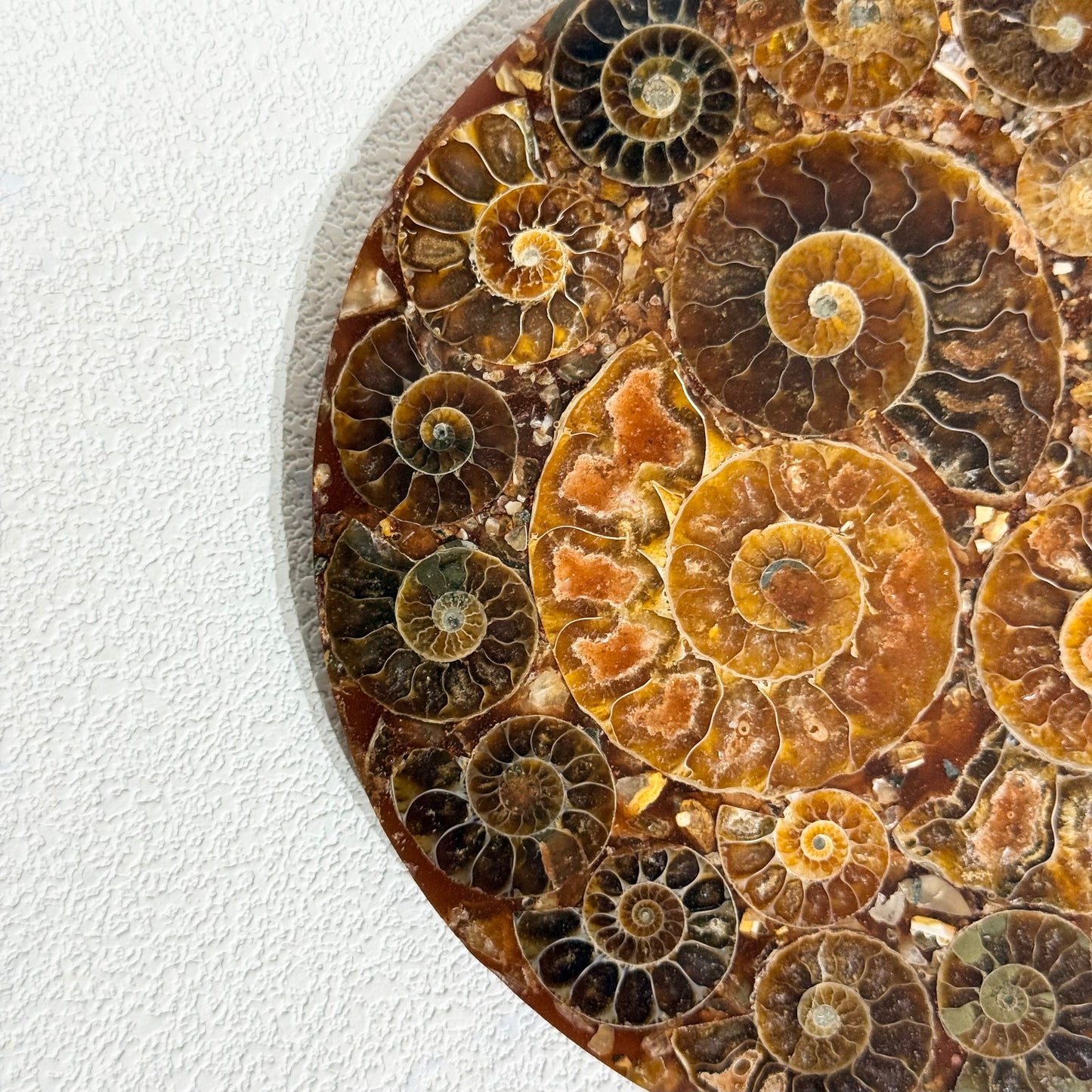 菊石化石拼盤｜天然菊石化石拼盤｜Ammonite Fossil Display｜永恆守護・招財轉運・空間淨化