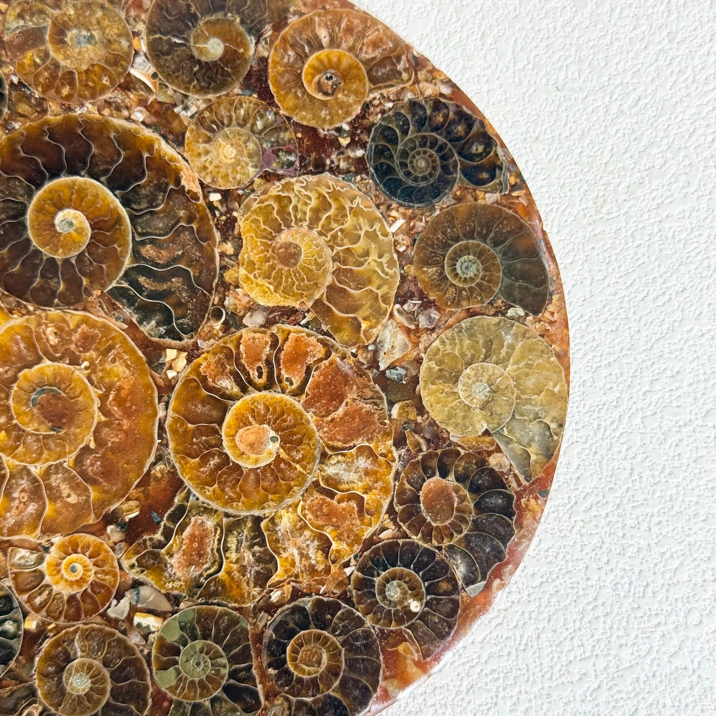 菊石化石拼盤｜天然菊石化石拼盤｜Ammonite Fossil Display｜永恆守護・招財轉運・空間淨化