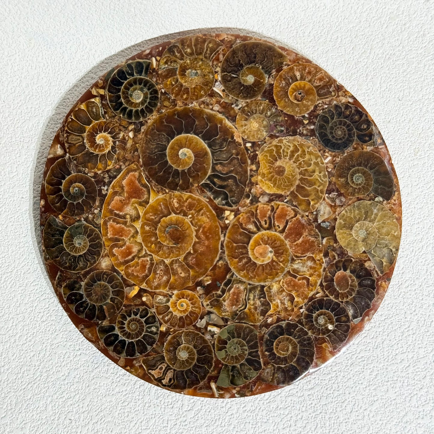 菊石化石拼盤｜天然菊石化石拼盤｜Ammonite Fossil Display｜永恆守護・招財轉運・空間淨化