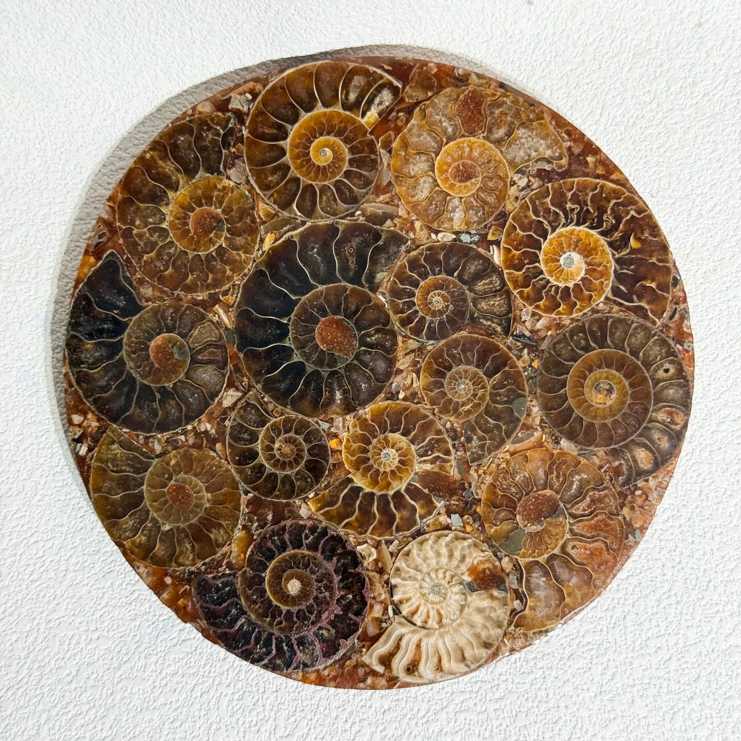菊石化石拼盤｜天然菊石化石拼盤｜Ammonite Fossil Display｜永恆守護・招財轉運・空間淨化