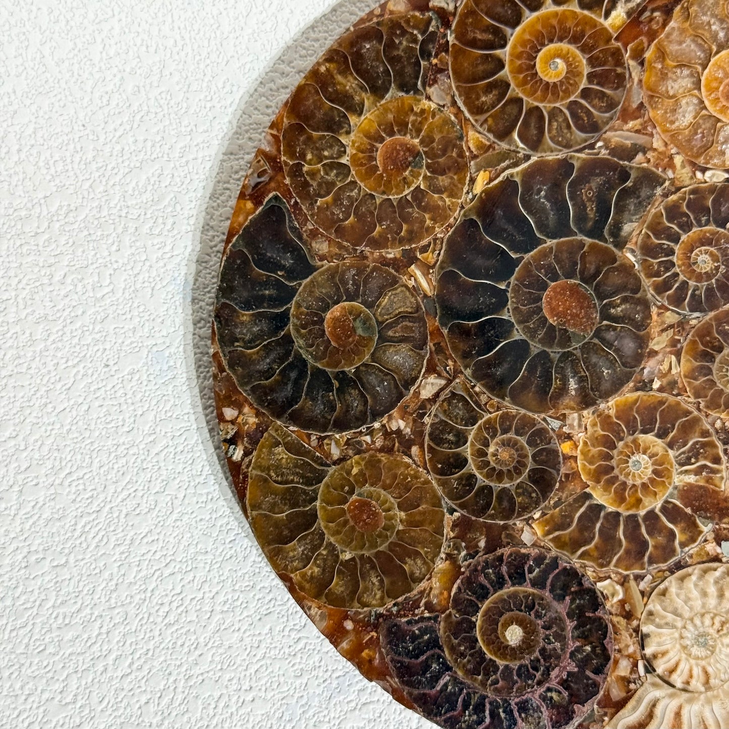 菊石化石拼盤｜天然菊石化石拼盤｜Ammonite Fossil Display｜永恆守護・招財轉運・空間淨化