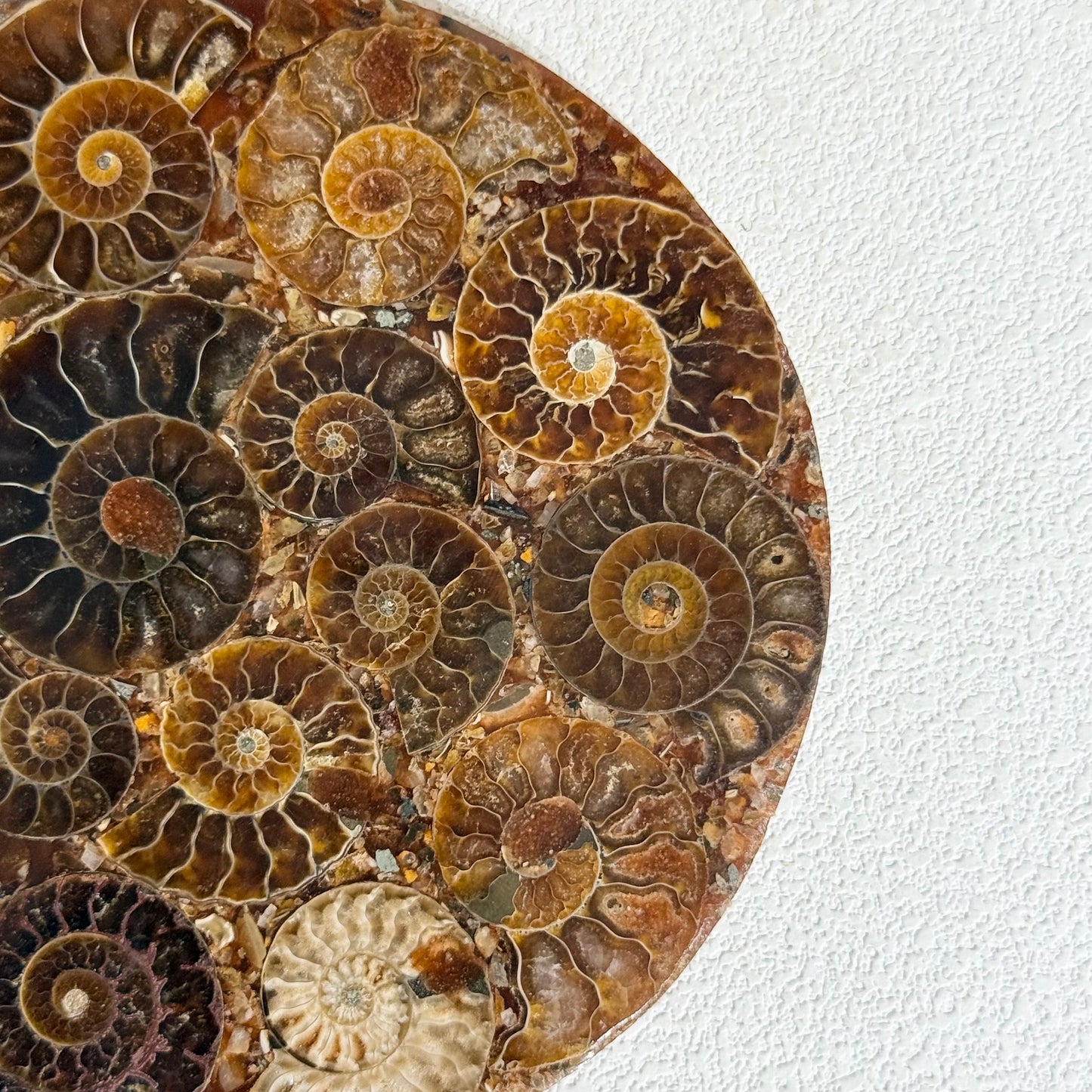 菊石化石拼盤｜天然菊石化石拼盤｜Ammonite Fossil Display｜永恆守護・招財轉運・空間淨化