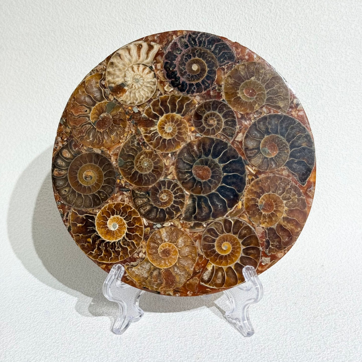 菊石化石拼盤｜天然菊石化石拼盤｜Ammonite Fossil Display｜永恆守護・招財轉運・空間淨化