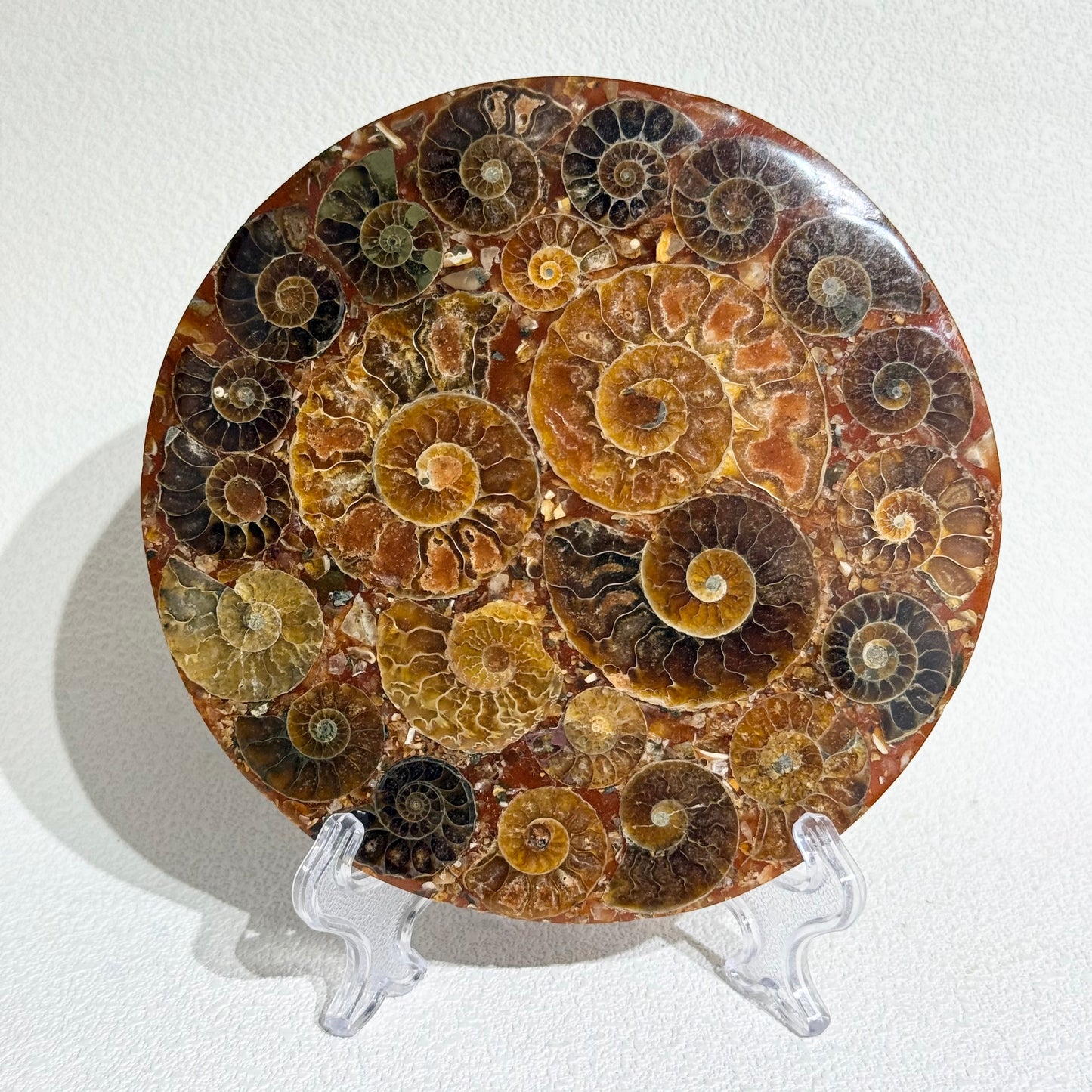 菊石化石拼盤｜天然菊石化石拼盤｜Ammonite Fossil Display｜永恆守護・招財轉運・空間淨化